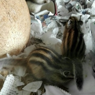 わが家で生まれたシマリス