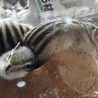 わが家で生まれたシマリス サムネイル2
