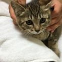 不妊手術済み子猫３ヶ月