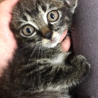 チビっこい元気な男の子ゴロゴロ懐きますポメ君1ヶ月