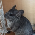 チンチラ 里親さん決まりました
