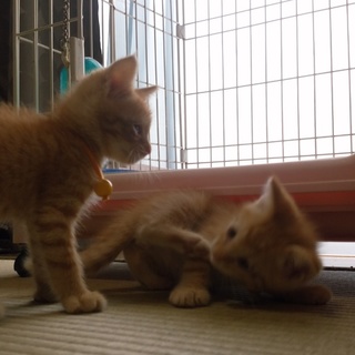 茶トラ⭐オスの兄弟⭐１ヶ月くらい