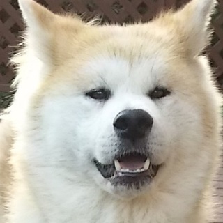 とみちゃん　穏やか、ゆったり過ごす　室内限定愛玩犬