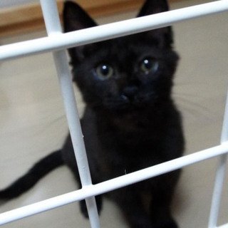 居酒屋でオモチャにされていた猫