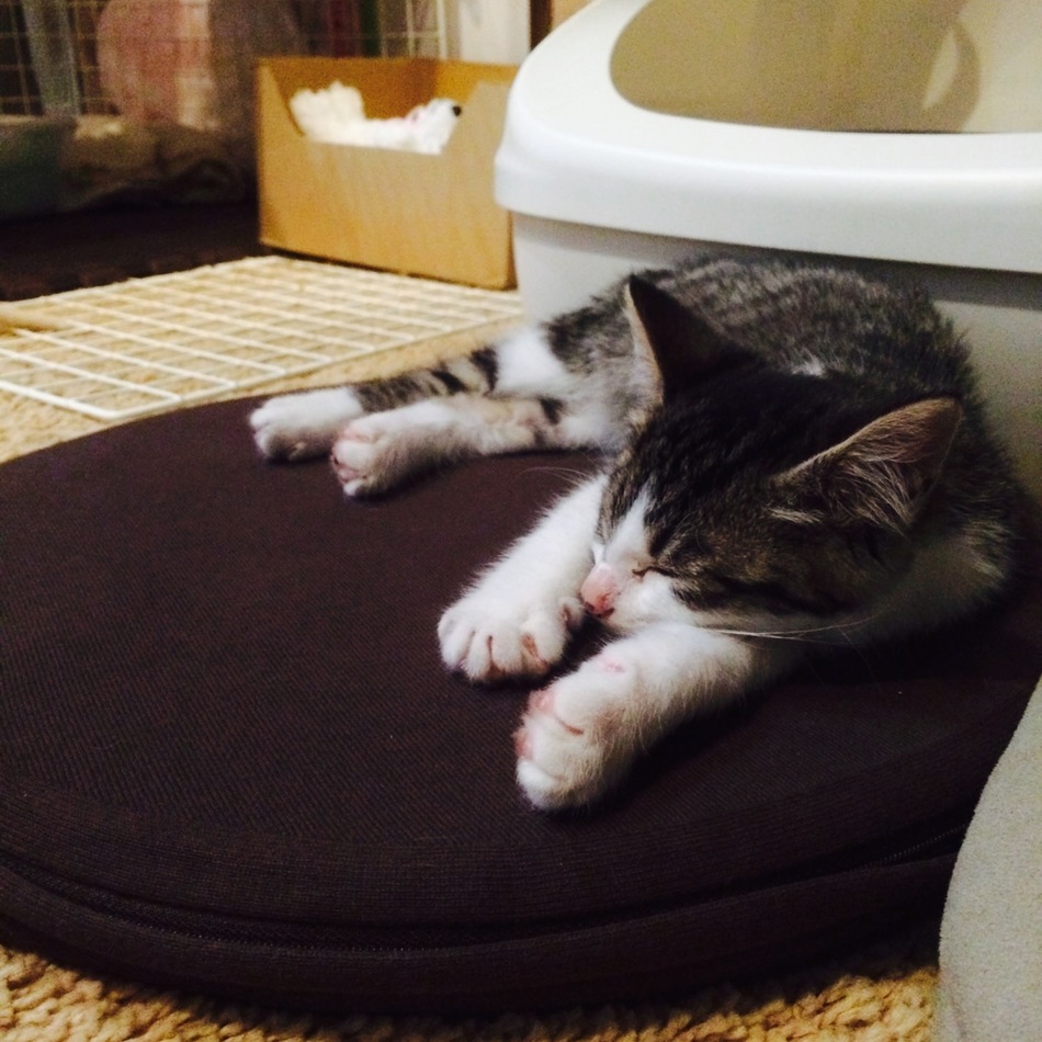 ペコのカバー写真