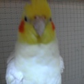 オカメインコ　オス　2歳