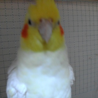 オカメインコ　オス　2歳