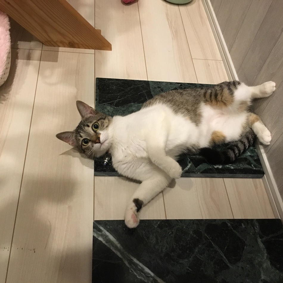 ココロのカバー写真