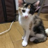 愛らしい甘えたリボンちゃん サムネイル4