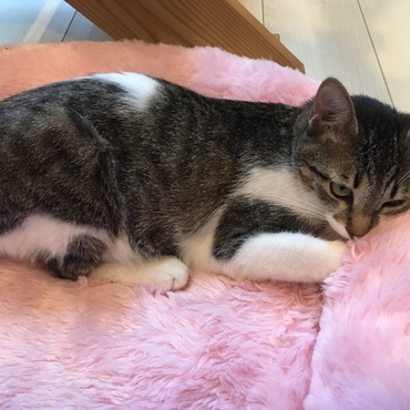 保護主さんからもらったベッド大好き