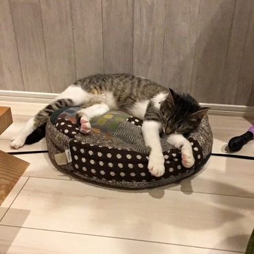 大好きなクッション