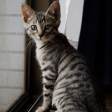 I like sitting in the window