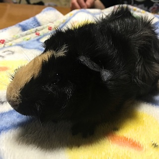 6/1産まれの アビシニアン モルモットです