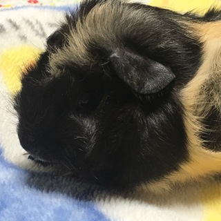 6/1産まれの アビシニアン モルモットです