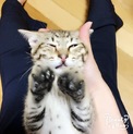 ヒョウみたいな美猫