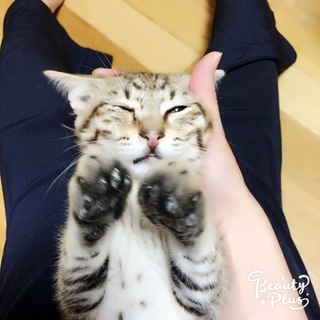 ヒョウみたいな美猫