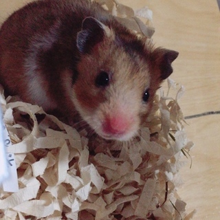 ハムスター 里親募集中