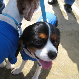 キャバリアの女の子です