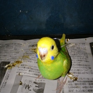 ありがとうございました。