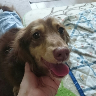 活発なチョコタン男の子