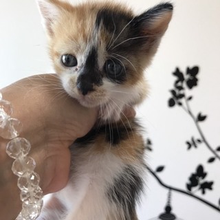 ちょっとたれ目の三毛猫ちゃん