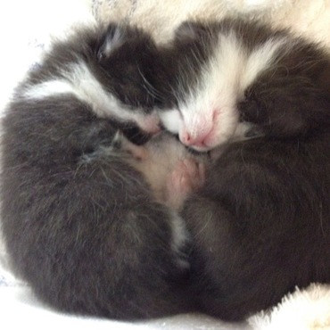 自慢の我が子達です。