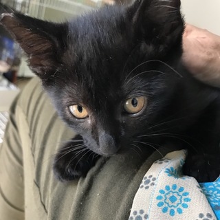 【不妊手術済み】チビクロ女の子☆生後約４ヶ月