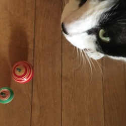 涼しいうちに…