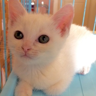 しろキジしっぽ子猫ちゃん