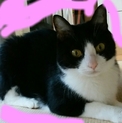 成猫の里親募集します。