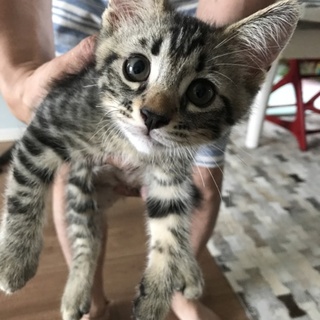 キジトラ 生後2ヶ月 オス