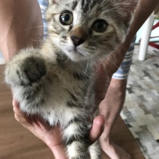 キジトラ 生後2ヶ月 メス