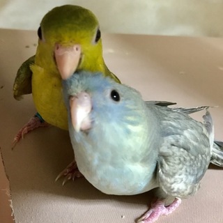 里親決定いたしました。ありがとうございました。