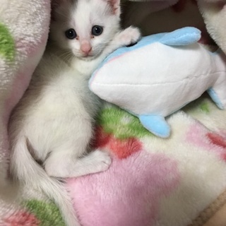 人懐こい子猫（雌猫