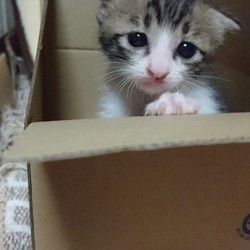 猫の譲渡会