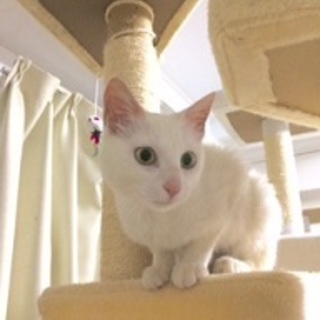 人が大好き！！白猫ちゃん。