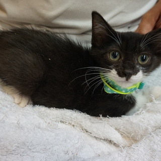 黒白さんちゃん、人なれ完璧、医療済