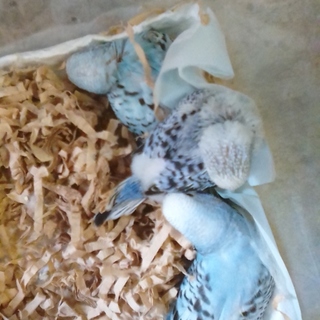 有難う御座いました