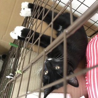 【ゴロゴロ】タキシード＆白タビ女の子約４カ月