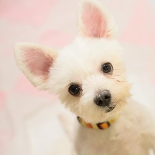 【里親さん決定】天使顔！マルチーズ♂3~5歳