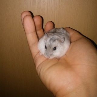 スノーホワイトジャンガリアン