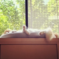 「お昼寝から目覚めたら」サムネイル2