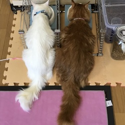 「サッスーの食事コントロール」サムネイル1