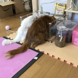 「サッスーの食事コントロール」サムネイル2