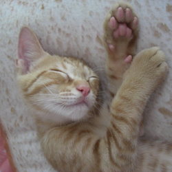 ワクチン接種しました。