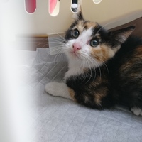 ルビー（仮名→新しいおうちへ）