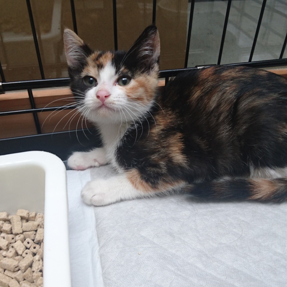 ルビー（仮名→新しいおうちへ）のカバー写真