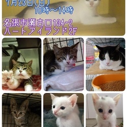 猫の譲渡会 三重県名張市