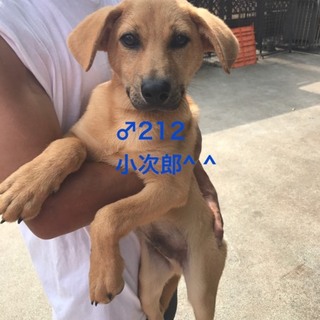 ♂212 里親募集です！