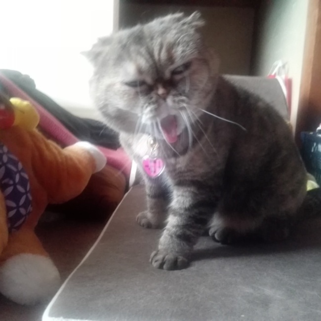 てつのお姉ちゃんのカバー写真